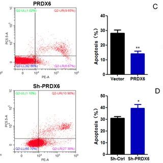 The Influence Of PRDX6 On The Cell Migration And Invasion Of Cervical