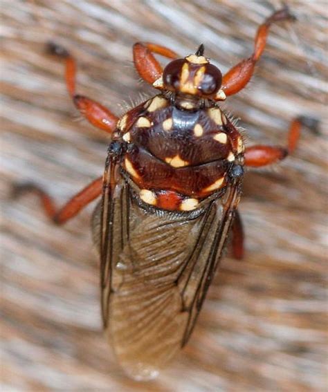 Diptera Info Photo Albums Hippobosca Rufipes Female