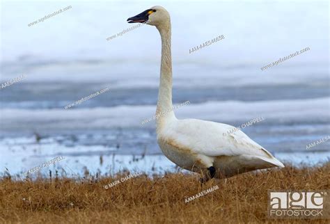 Tundra Swan Cygnus Columbianus Barrow Alaska Usa Stock Photo