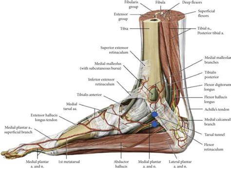 Foot Ankle Anatomy