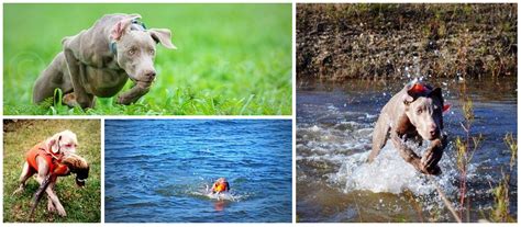 The Versatile Weimaraner - Timberdoodle Weimaraners