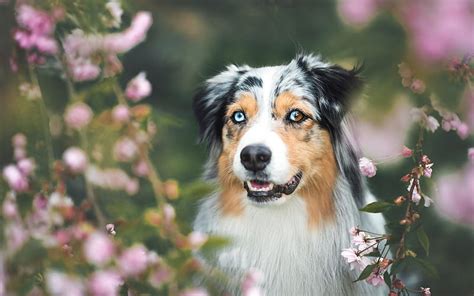 Australian Shepherd Dog Cute Dog Heterochromia White Fluffy Dog