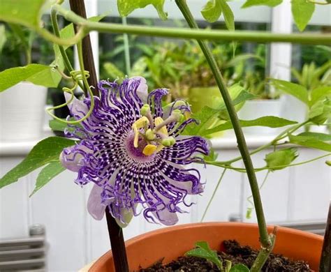 Noni Sturge On Twitter Otd Passiflora Fata Confettos First