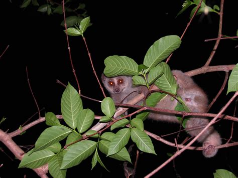 Bengal Slow Loris The Fiery Eyed Wonder Of The Night Roundglass