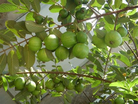 árbol De Guayaba Guayaba Tropical Fruits Fruit Y Tropical