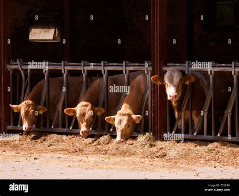 Cow eating corn hi-res stock photography and images - Alamy