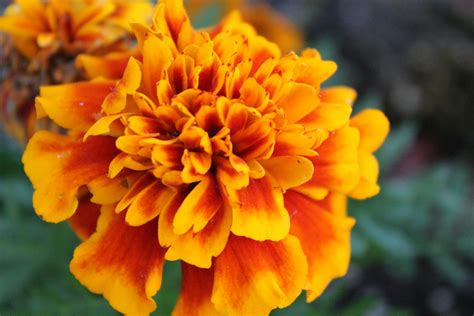 Close Up Photography Of Marigold Flower · Free Stock Photo