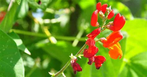 About Scarlet Runner Beans When Can I Plant A Scarlet