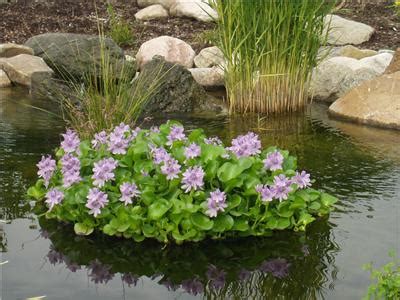 12 WATER HYACINTH & FLOATING PLANT ISLAND/Koi Fish PROTECTOR-garden-pool-pond | eBay