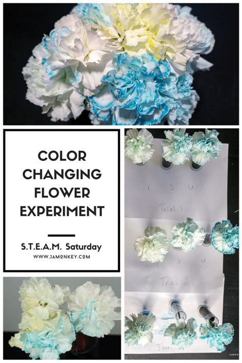 Flower Color Science Fair Projects Best Flower Site