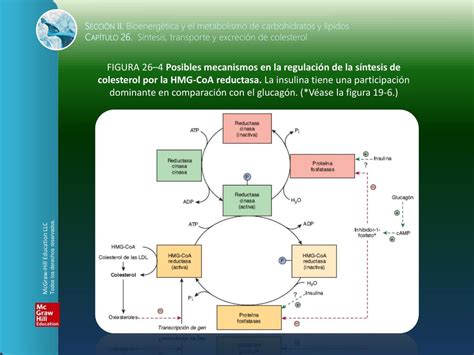 PPT Sección II Bioenergética y el metabolismo de carbohidratos y