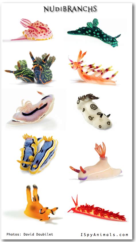 Nudibranch Sea Slugs One Of The Most Colorful Creatures In The World