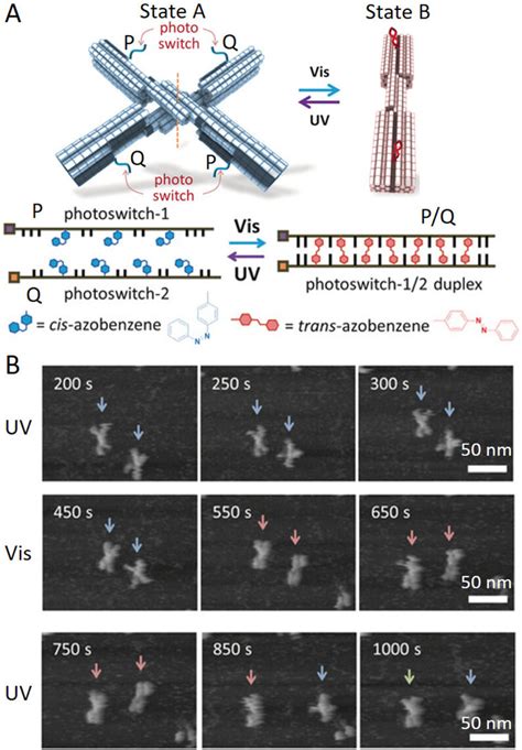 Dynamic Reconfigurable Dna Nanostructures Networks And Materials