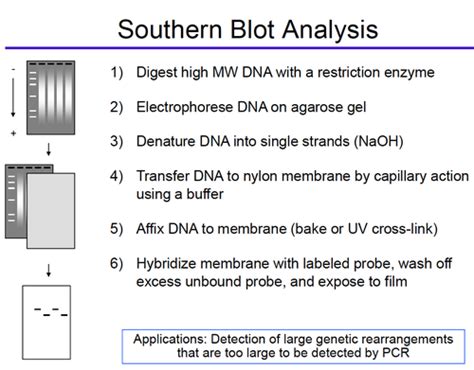 DNA Structure And Analysis Flashcards Quizlet