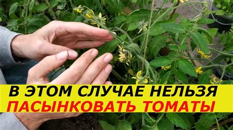 НИКАК НЕЛЬЗЯ УБИРАТЬ ЭТИ ПАСЫНКИ НА ТОМАТАХ, ПОСТРАДАЕТ УРОЖАЙ ! ТОМАТЫ ...