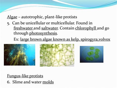 Ppt Biology Notes Chapter 21 “protists” Powerpoint Presentation Free Download Id2282542