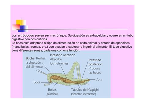 Los Artr Podos Suelen Ser Macr Fagos Su Digesti N Es Extracelular