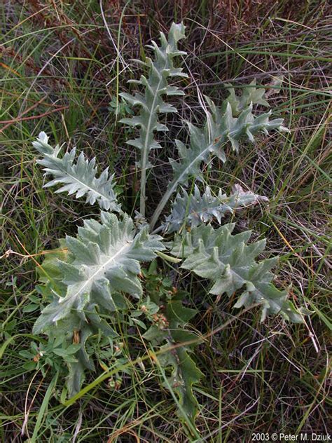 Cirsium Flodmanii Flodmans Thistle Minnesota Wildflowers