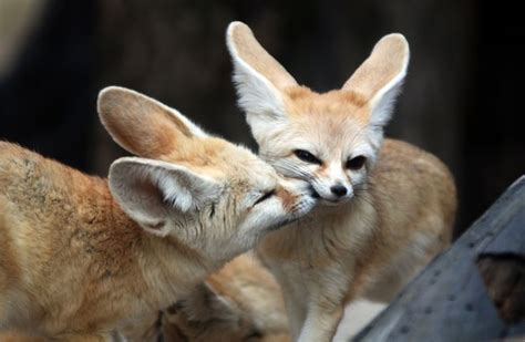 Fennec Fox Animals Kissing Fennec Fox Cute Animals Kissing