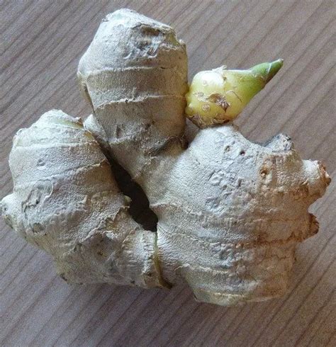 How To Grow Ginger Root Step By Step The Garden Style