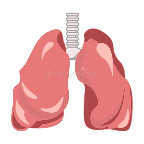 M Nsklig Lungor Och Luftstrupe E Vektor Illustrationer Illustration
