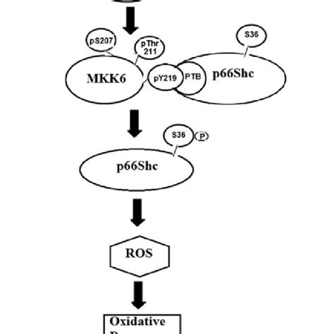 Schematic Diagram Showing The Interactionactivation Of Mkk6 P66shc Download Scientific Diagram