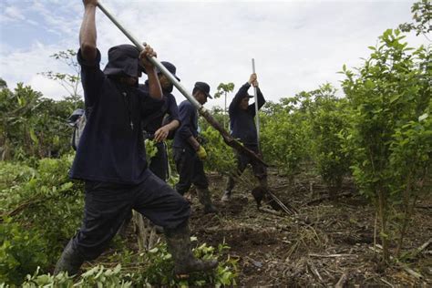 Los cultivos de coca en Colombia volvieron a romper récord con 230 000