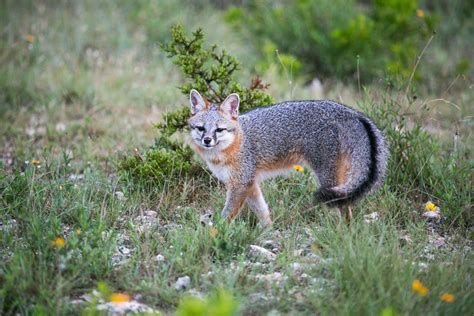 Delaware State Animal Grey Fox