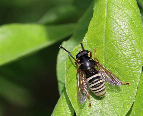 Temnostoma Apiforme Rimvydas Kinduris Flickr