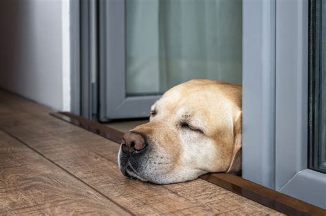 Door Guard For Dogs: Choosing Protective Solutions