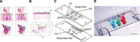 Working Principle And Design Of The Lung On A Chip A In Vivo