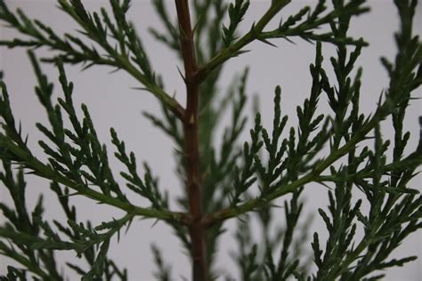 Chinese Jeneverbes Juniperus Chinensis Keteleeri Bomenwebwinkel Nl