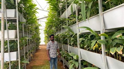 Indoor Vertical Farming At Rs 600000 Plant In Chitradurga ID