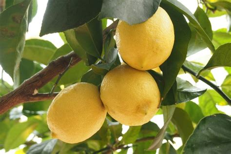 Cara Budidaya Jeruk Lemon Supaya Cepat Berbuah