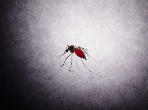 Iule Insecte Comment S'en Debarrasser 3