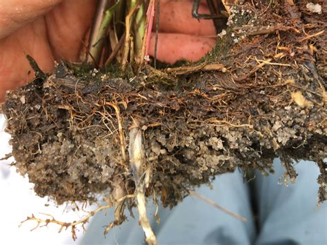 How do tidal marshes store carbon? – Soils Matter, Get the Scoop!