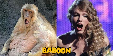 Animals That Look Like Taylor Swift Fun