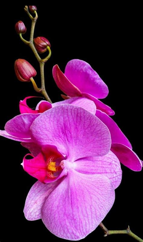 Kna Art On Twitter Orchid Nature Pink Travel Https T Co