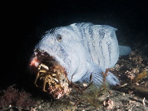 Wolffish – "OCEAN TREASURES" Memorial Library