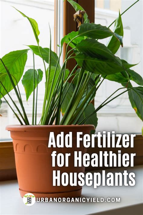 Fertilizing Houseplants Is An Important Part To Grow Happy Healthy