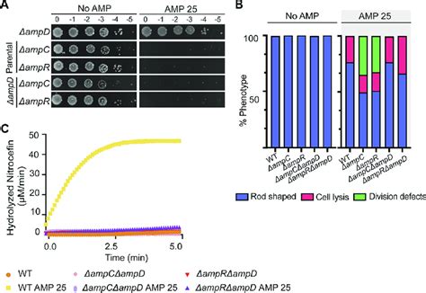 Ampc Is The B Lactamase That Confers Dampd Cells Elevated Ampicillin