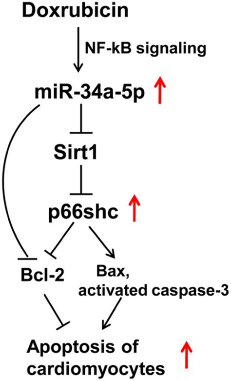 Activation Of Mir 34a 5psirt1p66shc Pathway Contributes To Doxorubicin Induced Cardiotoxicity