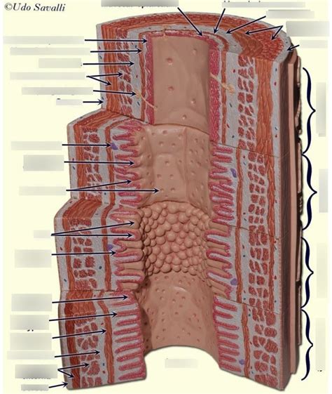 Layers Of Digestive Tract Diagram Quizlet