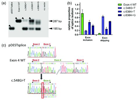 Splicing Analysis Of Gla Exon 4 Mutations Using Minigene Reporter Assay