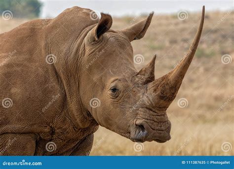 White Rhino South Africa stock image. Image of rhinos - 111387635