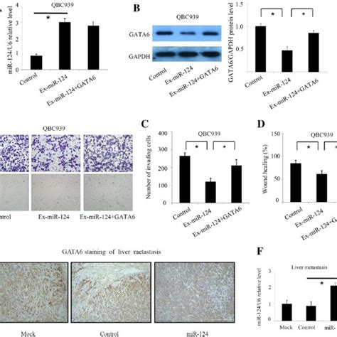 MiR 124 Inhibits CCA Cell Invasion And Metastasis By Downregulating