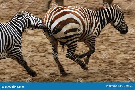 Running Zebras Royalty Free Stock Images - Image: 9879049