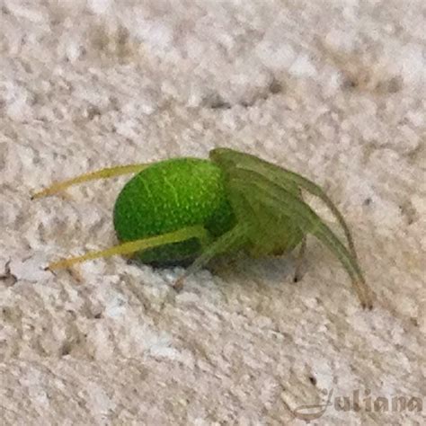 Aranha Verde Pequena No Brasil - Aranha Verde Pequena No Brasil - NAZAEDU