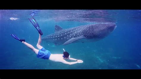 Oslob Whaleshark Sumilon Sand Bar YouTube