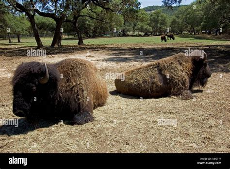 Buffalo or Bison Stock Photo - Alamy